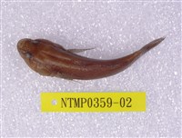 藏品(黑塘鱧)的圖片